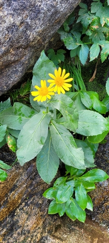 Doronicum corsicum, photograph 2