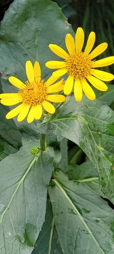 Doronicum corsicum, photograph 3
