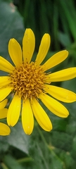 author not stated, no rights reserved Doronicum corsicum, photograph author not stated, no rights reserved