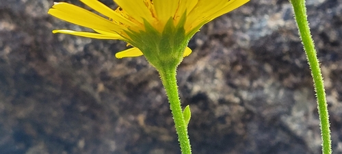 Doronicum corsicum, photograph 5