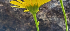 author not stated, no rights reserved Doronicum corsicum, photograph author not stated, no rights reserved
