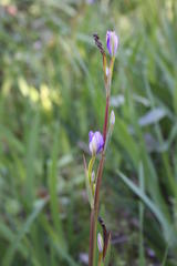 Aristea ensifolia