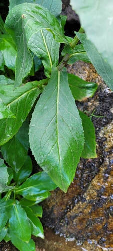 Doronicum corsicum, photograph 6