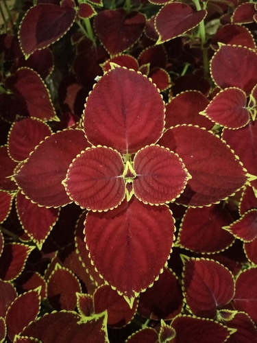 Coleus scutellarioides