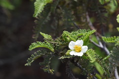 Chamaebatia australis