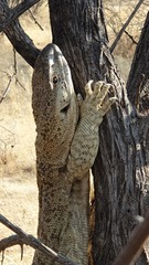 Varanus albigularis