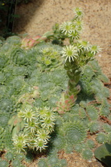 Sempervivum borissovae