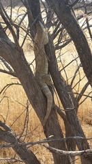 Varanus albigularis