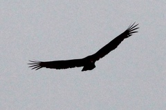 Cathartes aura septentrionalis