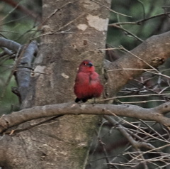 Lagonosticta rubricata