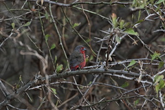 Lagonosticta rubricata