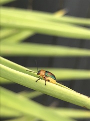 Aporocera