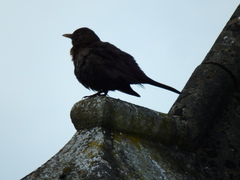 Turdus merula