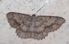 Luxiaria submonstrata