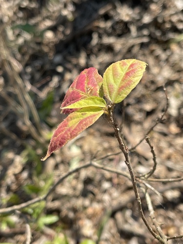 Alchornea laxiflora image