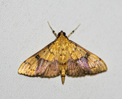 Pleuroptya characteristica