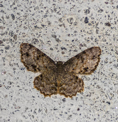 Dischidesia