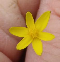 Pauridia trifurcillata