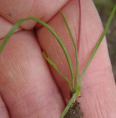 Pauridia trifurcillata