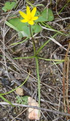 Pauridia trifurcillata