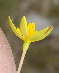 Pauridia trifurcillata