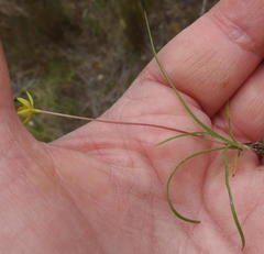 Pauridia trifurcillata