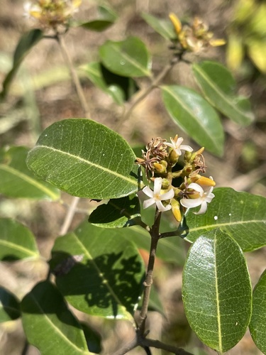 Landolphia kirkii image