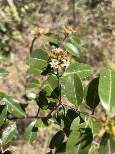 Landolphia kirkii image