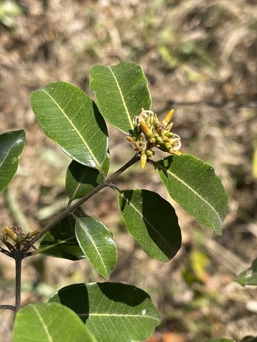 Landolphia kirkii image