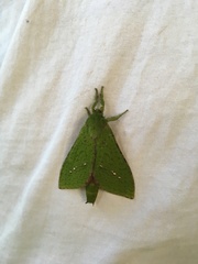 Aenetus eximia