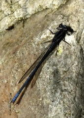 Pseudagrion furcigerum