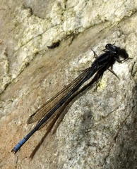 Pseudagrion furcigerum