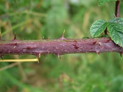 Rubus newbouldii