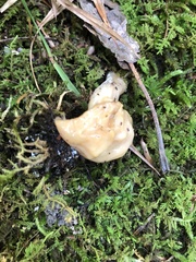 Gyromitra korfii