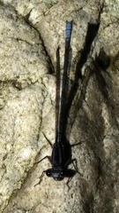 Pseudagrion furcigerum