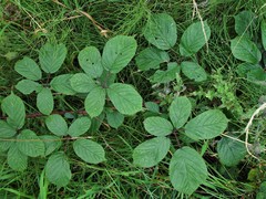 Rubus newbouldii