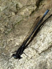Pseudagrion furcigerum