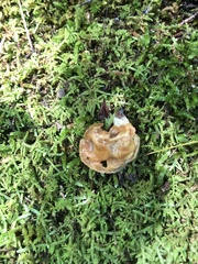 Gyromitra korfii