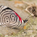 Diaethria euclides - Photo (c) djhiker, some rights reserved (CC BY-NC), uploaded by djhiker