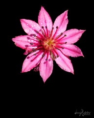 Sempervivum arachnoideum