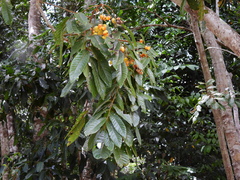 Diploglottis diphyllostegia
