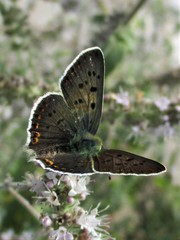 Lycaena tityrus