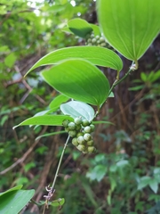 Smilax elongatoumbellata