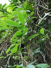 Smilax elongatoumbellata
