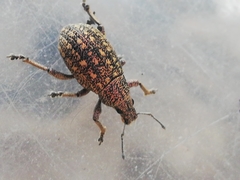 Polydius heydeni