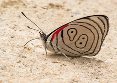 Diaethria euclides
