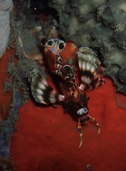 Dendrochirus biocellatus