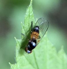 Callomyia amoena