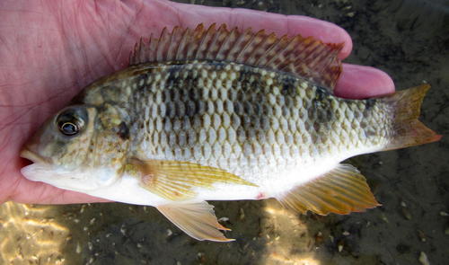 Redbreast Tilapia