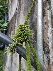 Pyrrosia linearifolia